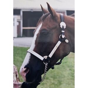 Vtg 90 CIRCLE Y Dark Leather Tri Colored Silver Accent Horse Showmanship Halter